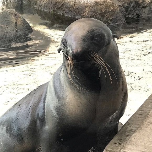 Meet your Posher, Crystal - Picture 1 of 1